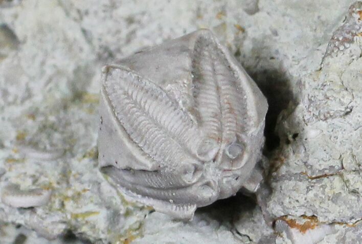 Blastoid (Pentremites) Fossil - Illinois #20871